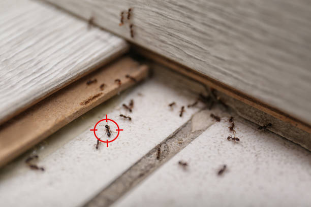 Best Pest Prevention Services  in Orcutt, CA