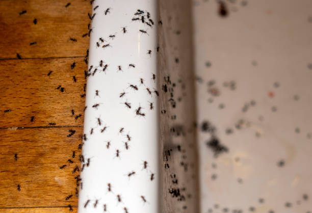 Best Flea Control Services  in Orcutt, CA