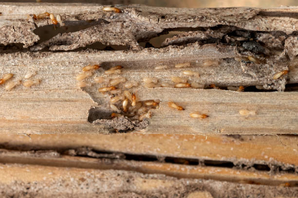 Trusted Orcutt, CA Pest Control Experts