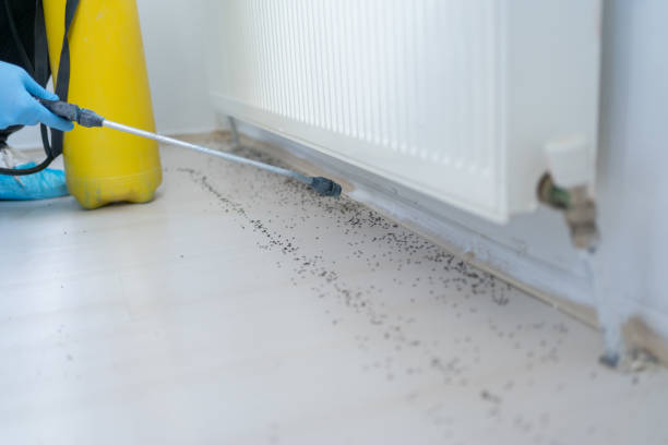Best Termite Control Services  in Orcutt, CA